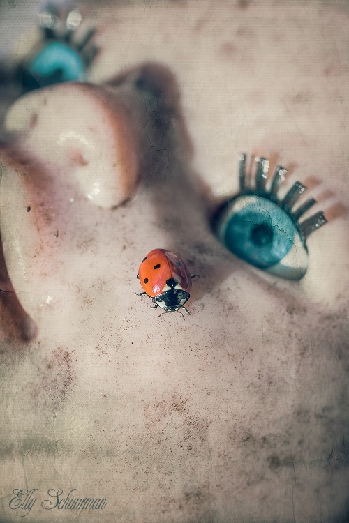 ladybird