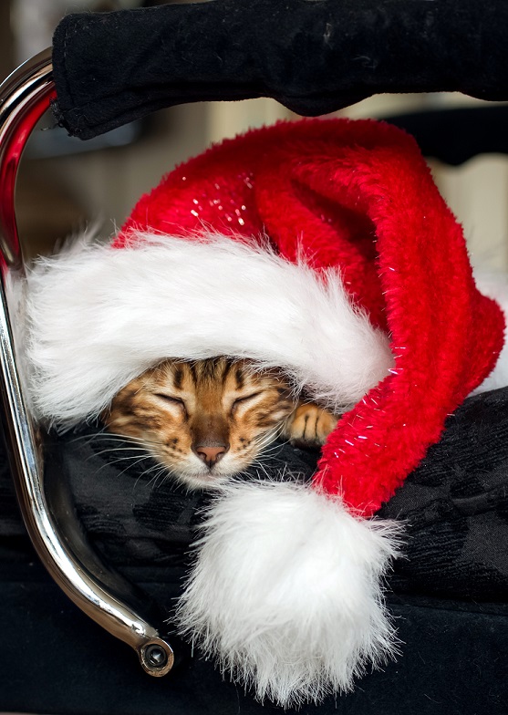 salon “Beauté de TouTou”&nbsp;Bram