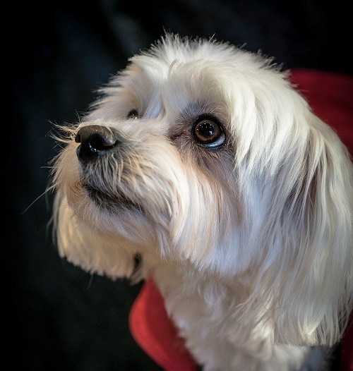 Shooting photo TOUTOU