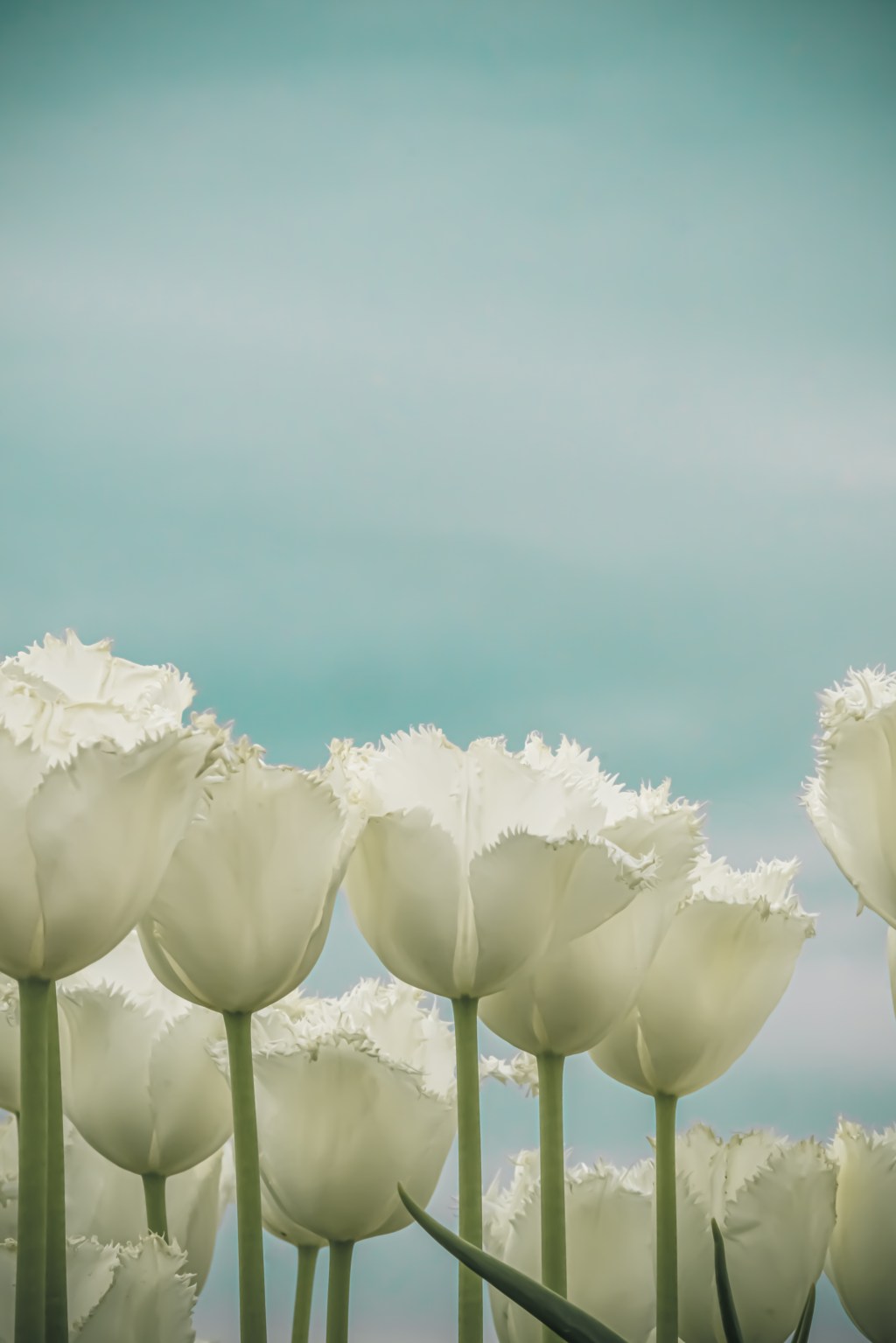 From Tramontane to&nbsp;Mistral.